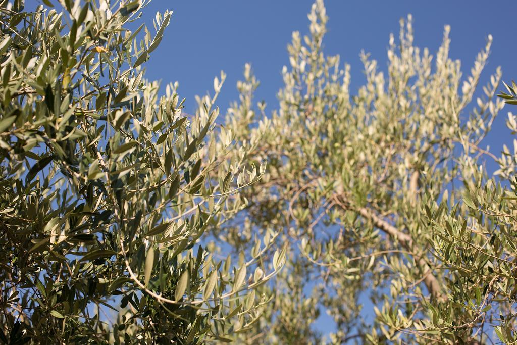 Polje  Villa Mir מראה חיצוני תמונה