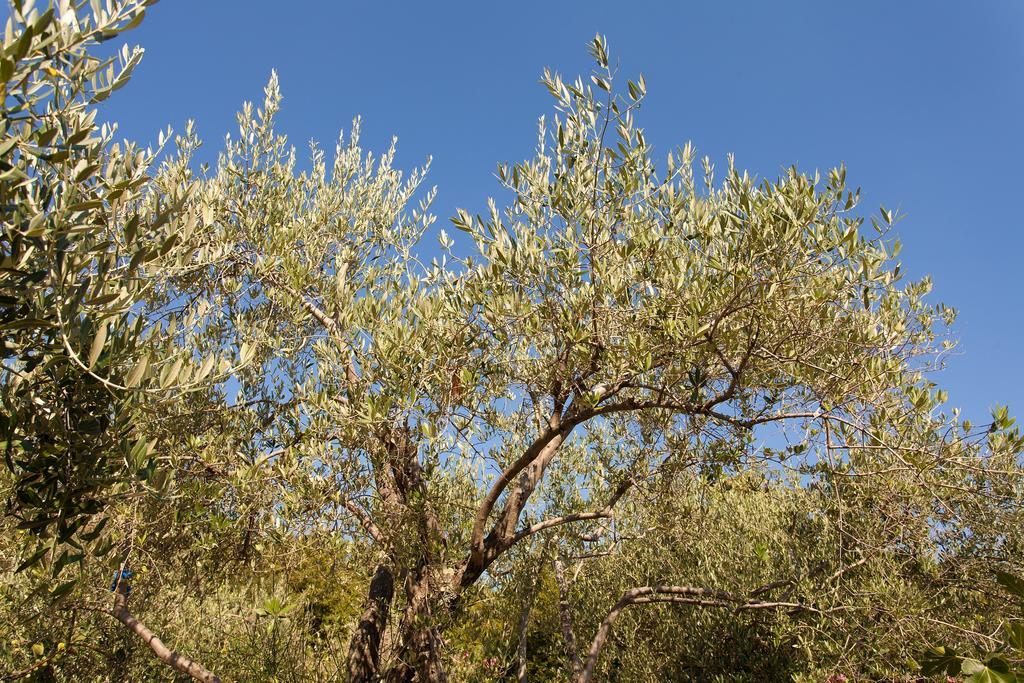 Polje  Villa Mir מראה חיצוני תמונה